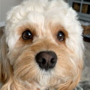 Meet your Posher, Olivia